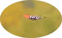 valdid bird fly volare woodpecker Sticker
