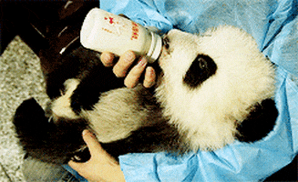 panda bear drinking GIF