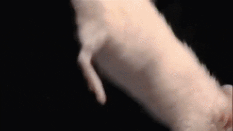 Horror Film GIF by Unearthed Films