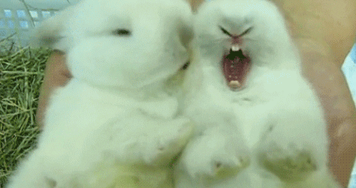 bunny rabbit yawn GIF