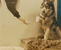 Cat Dog GIF