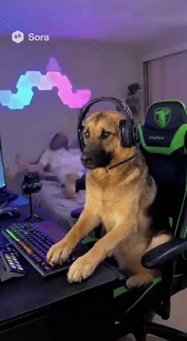 Kaya Hasan GIF
