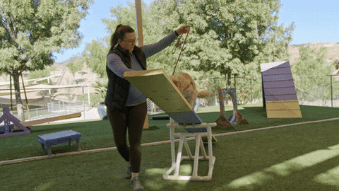 Dog GIF by National Geographic Channel