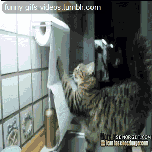 toilet paper love GIF
