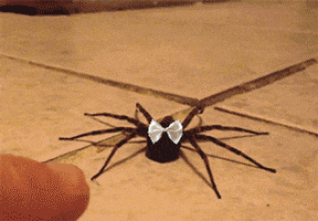 bow senpai GIF