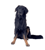 Cute Dog Sticker by De Graafschap Dierenartsen