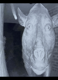 My Honest Reaction GIF