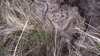 pile GIF by ViralHog