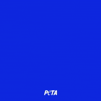 Animal Rights GIF by PETA