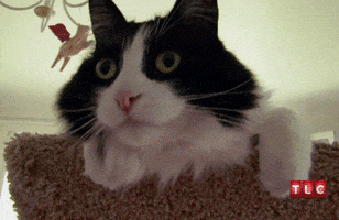 shocked cat GIF
