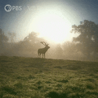Pbs Nature Animales GIF by Nature on PBS