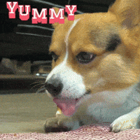 Corgi Milo GIF