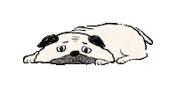 Dog Pug Sticker