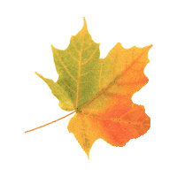 fall leaves STICKER by imoji