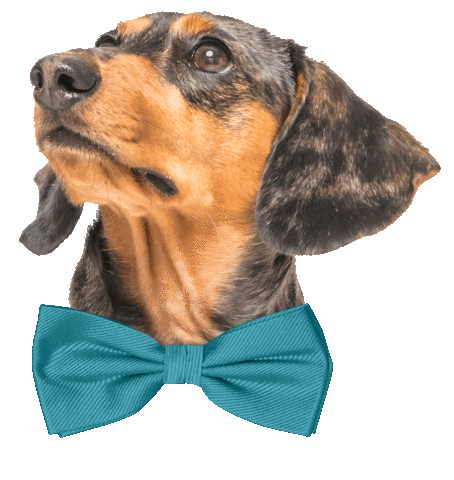 Bow Tie Dog Sticker by Sam & Ash, LLP