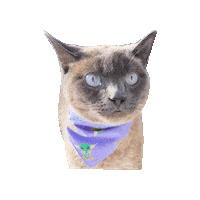 Baby Yoda Siamese Sticker by Geekster Pets