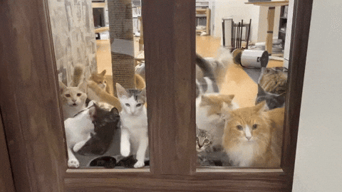 cuteanimalland giphyupload GIF