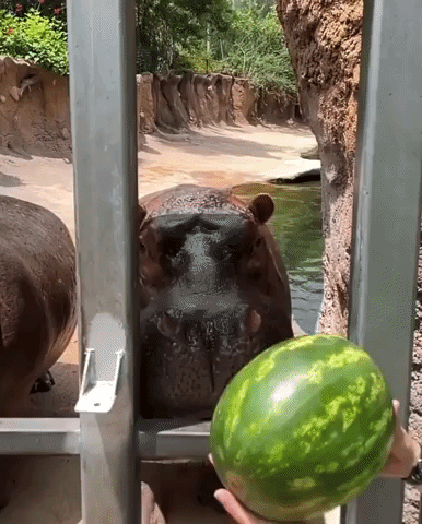 Watermelon No Match for Hungry, Hungry Hippo at San Antonio Zoo