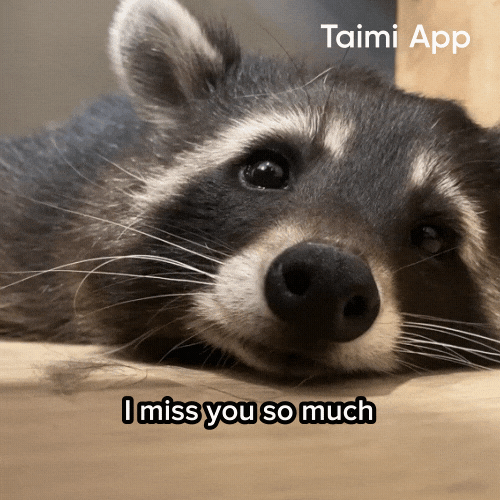 I Miss You Racoon GIF by Taimi