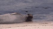 GIF by KQEDScience