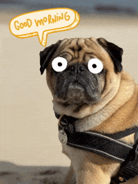 Good Morning Dog GIF
