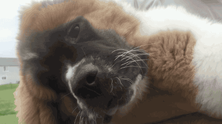 saint bernard dog GIF