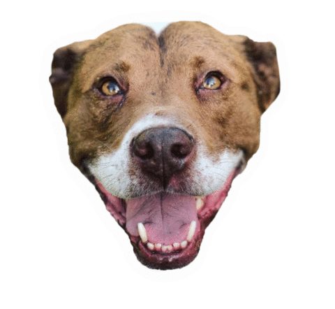 Dexter Redbearddogtraining Sticker by Red Beard