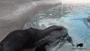 BrookfieldZoo baby water games jump GIF