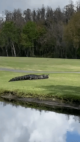 Cannibalistic Alligator Spotted With Smaller Gator in its Mouth on Florida Lawn