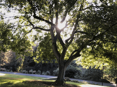 s1cn1c giphyupload california aggies aggie GIF