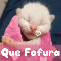 Cute Cat GIF