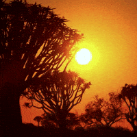 Sun Sunrise GIF by FIA World Rally Championship