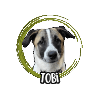 Cane Sticker by Asilo per cani Dog'sMind