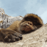 GIF by BBC America