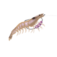 King Flick Prawn Sticker by Chasebaits