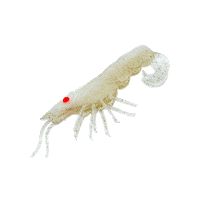 Curly Prawn Sticker by Chasebaits