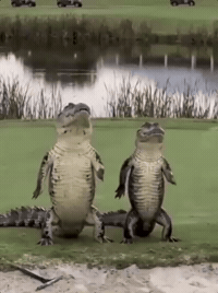 Crocodile Gators GIF