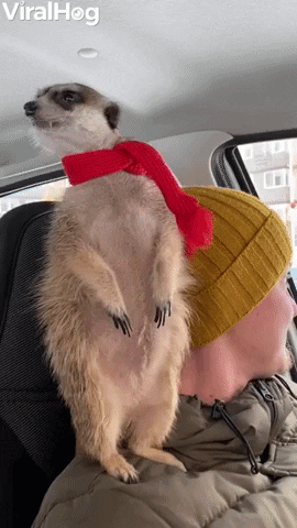 Meerkat Sits On Dads Shoulder GIF by ViralHog