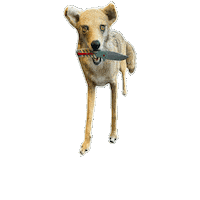 Coyote Taxidermy Sticker