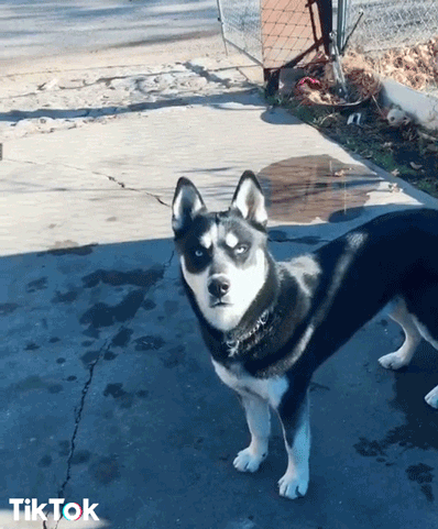 Sei Serio Seriously GIF by TikTok Italia