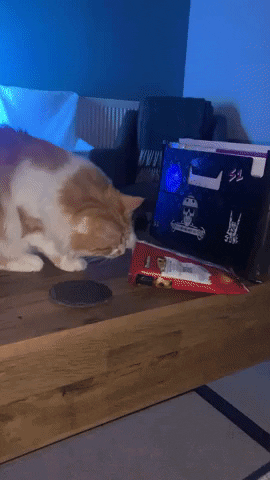 cuteanimalland giphyupload GIF