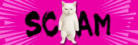 Cat Warning GIF