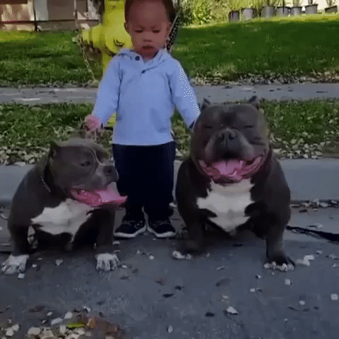 dog GIF by The Videobook