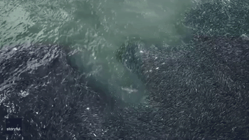 Sharks Swim Through Massive Shoal of Fish Off Long Island Coast