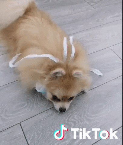 Dog Quarantine GIF by TikTok France