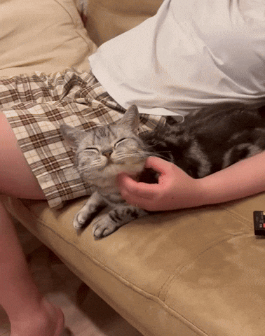 cuteanimalland giphyupload GIF