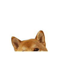 aennimoon shiba cute dog shibainu shibe Sticker