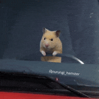 Drive Driving GIF