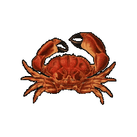 Marine Life Beach Sticker by The Wild Curiosity