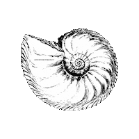 Black And White Vintage Sticker by The Wild Curiosity